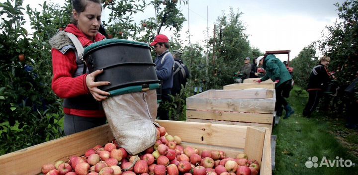 Разнорабочий по сборке яблок. Вахта