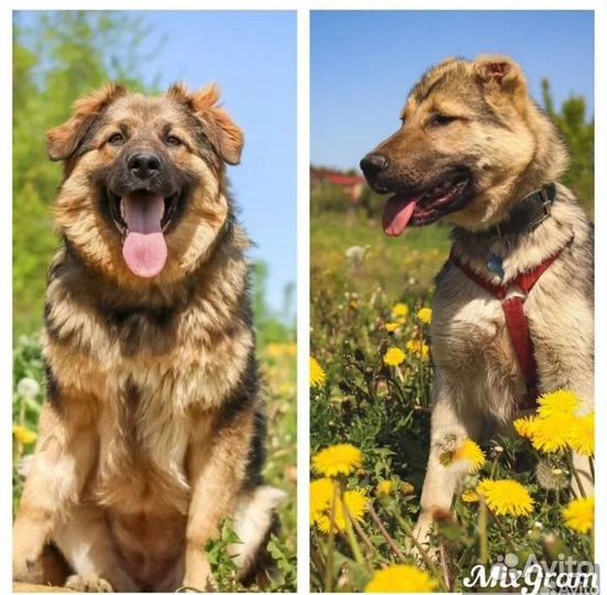 Собака в добрые руки