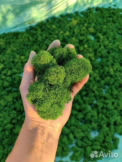 Мох стабилизированный ягель зелёный классический