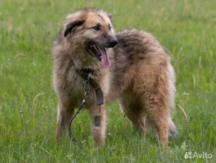 Метис кавказской овчарки Куршан в добрые руки