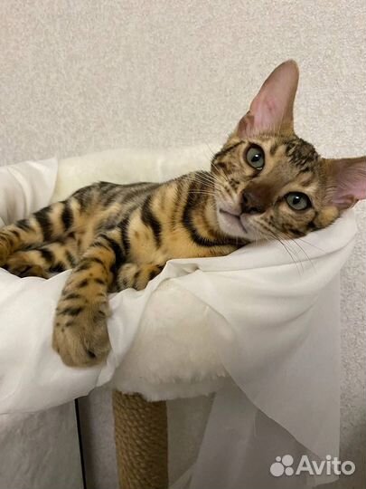 Домик для кошки с когтеточкой б/у