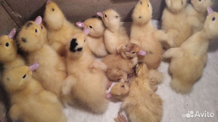 Мулларды суточные