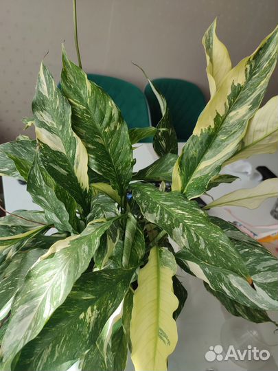 Спатифиллум домино