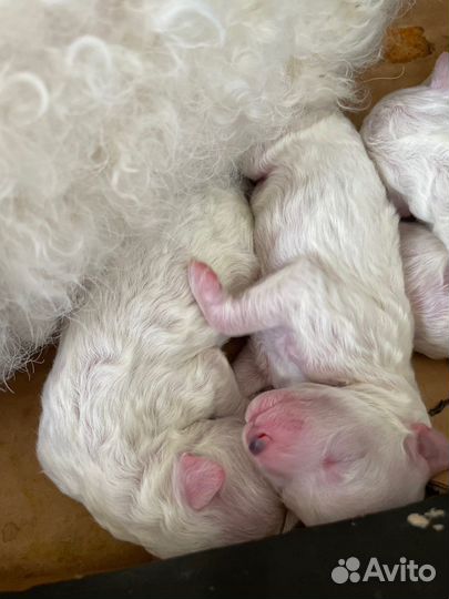 Щенки бишон фризе