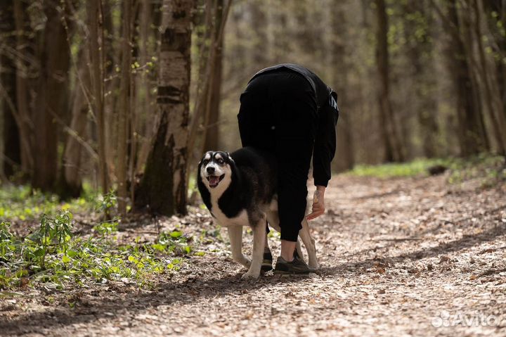 Сибирский хаски вязка