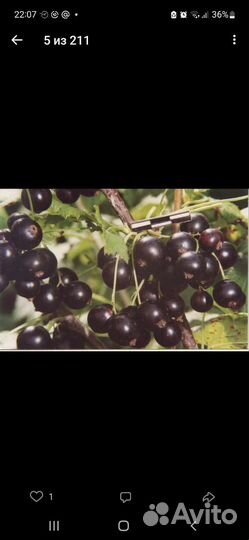 Смородина красная, чёрная, белая