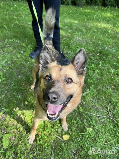 Собака в добрые руки