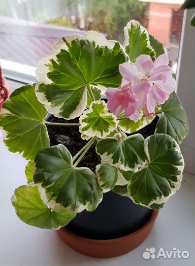 Герань пеларгония