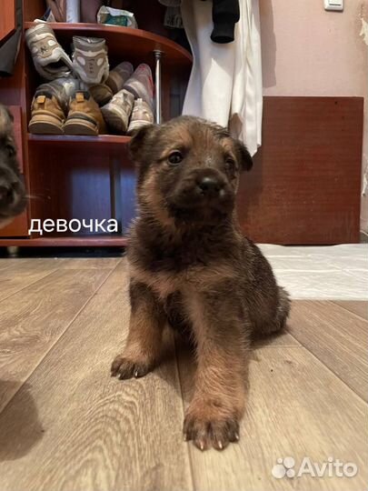 Щенки в дом