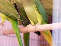 Ожереловый попугай зеленые птенцы