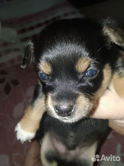 Мини той-терьер