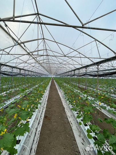 Теплицы 8 га