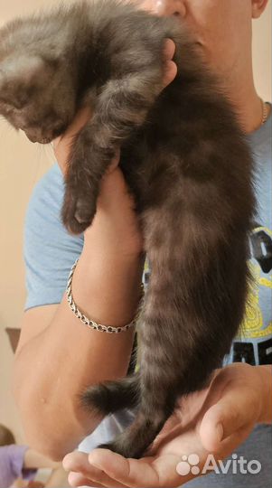 Отдам в хорошие руки