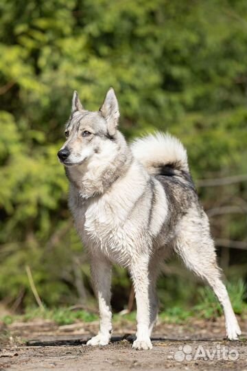 Лайка в дар