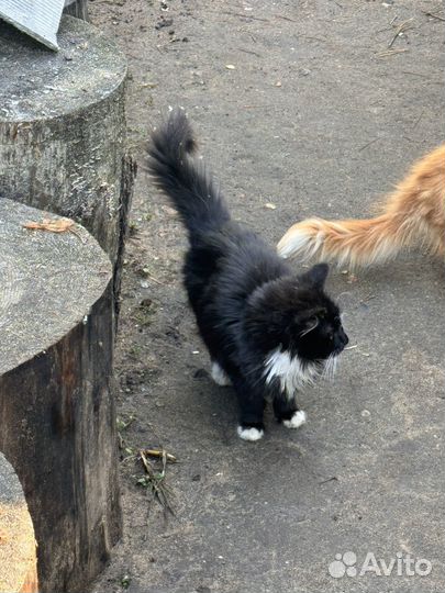Котята от деревенской кошки