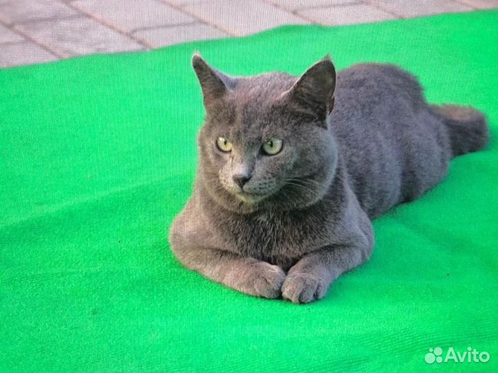 Кот и кошка в добрые руки