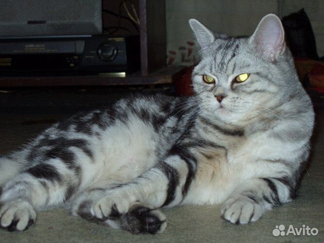 Шотландский кот для вязок