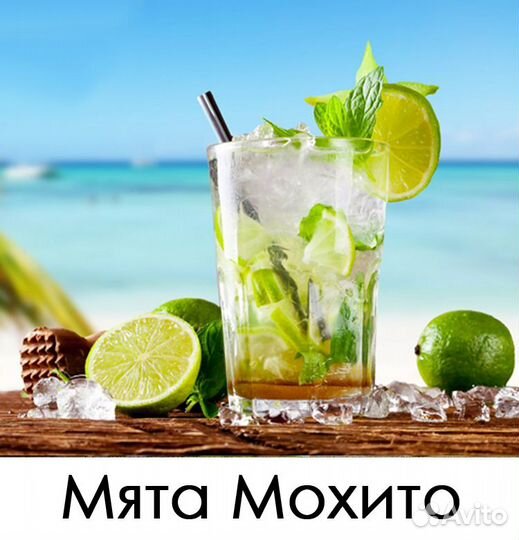 Мята с разными ароматами (43 сорта)