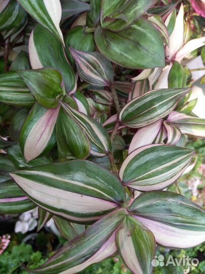 Комнатные растения цветы