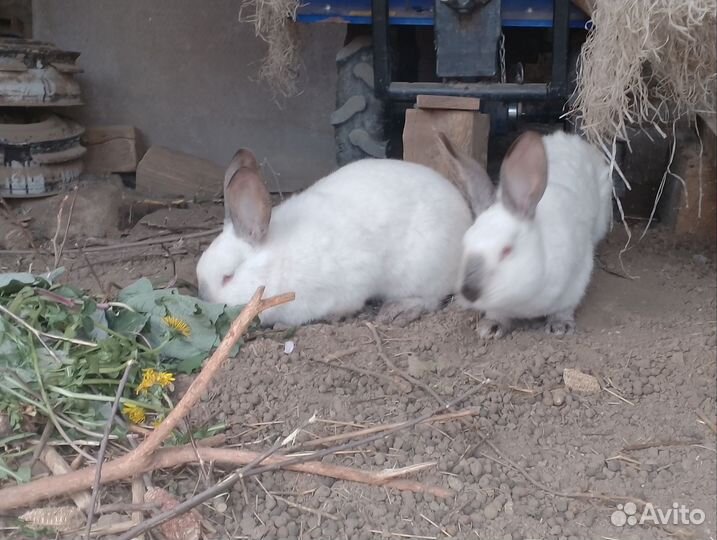 Кролики самки
