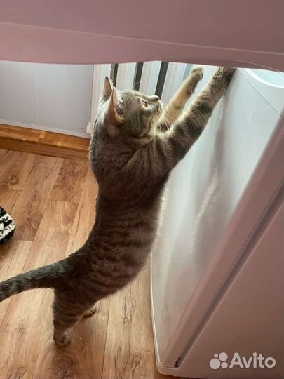 Отдам в добрые руки Шпрота