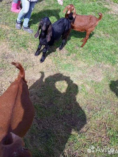 Козел вязка