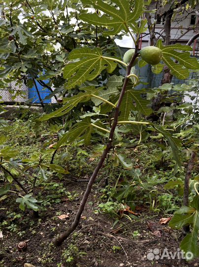 Саженцы инжира