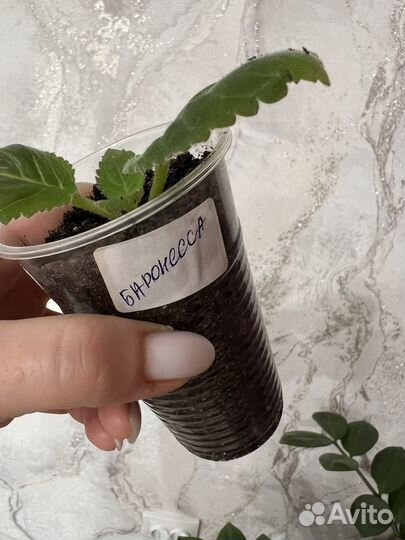 Глоксиния, сорт Баронесса