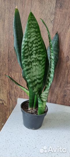 Щучий хвост для озеленения дома