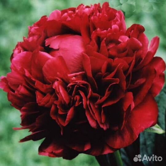 Пионы саженцы