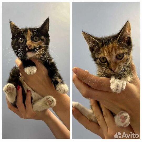Кошечки