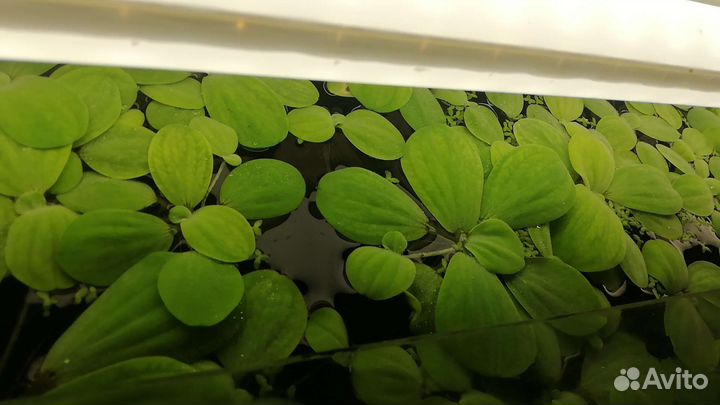 В дар аквариумное растение Пистия