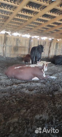 Бычки, быки симменталы, герефорды, абердины