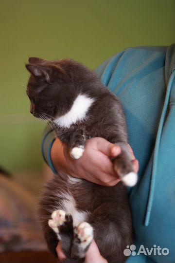 Плюшевый котик на счастье