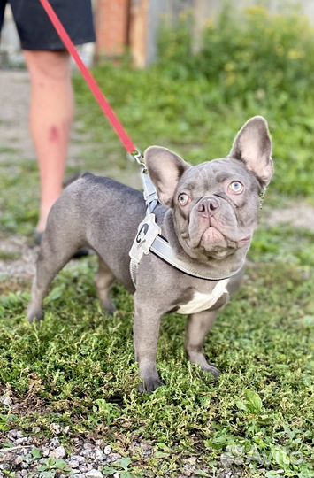 Французский бульдог