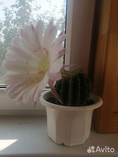 Кактус цветущий