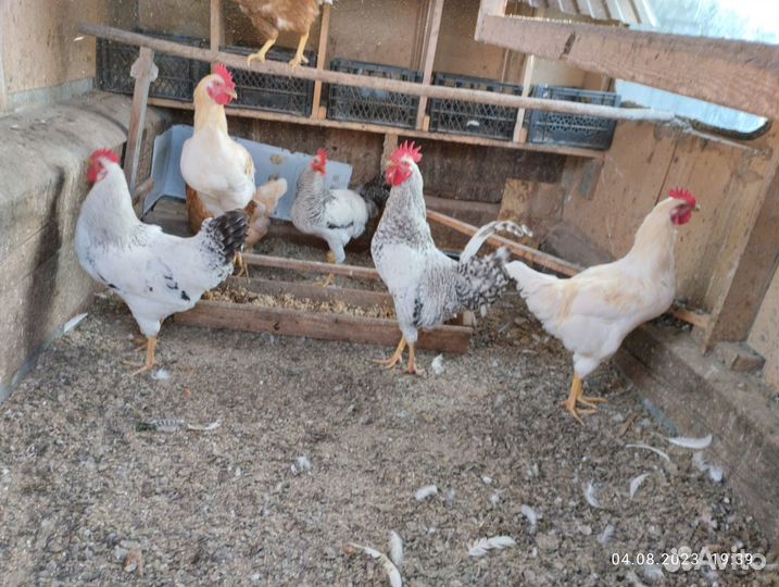 Петушков породы ломан Браун и Легорн серебристый