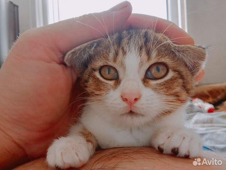 Кошечка в добрые руки