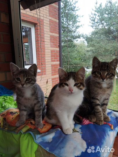 Кошки и кот