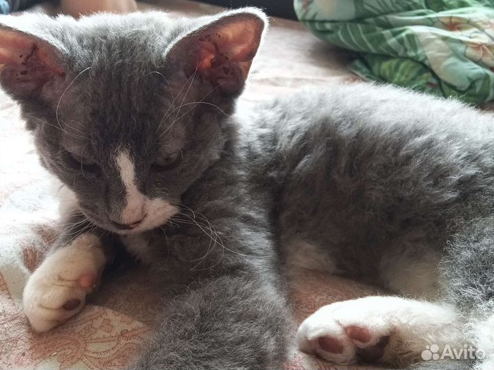 Котенок ищет руки)