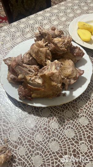 Индюшка, индейка