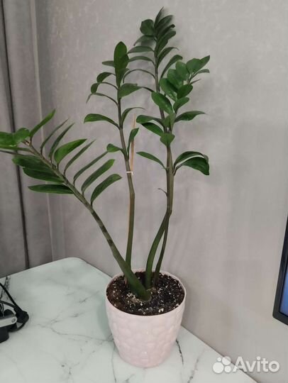 Замиокулькас