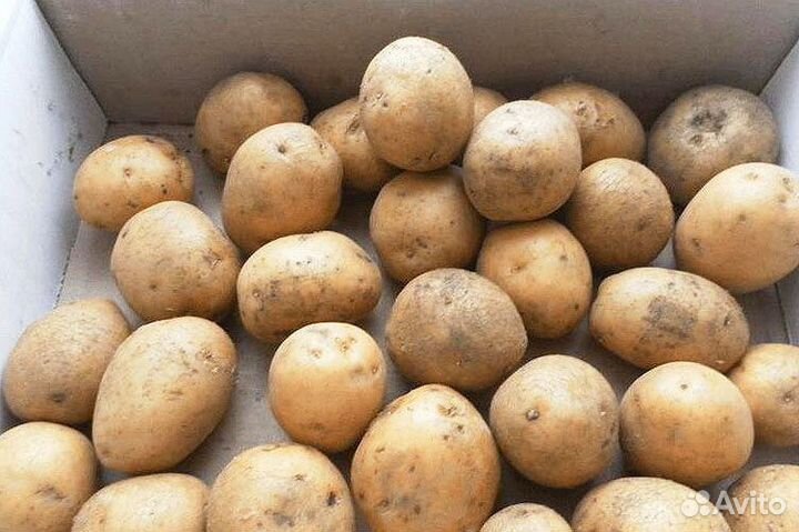 Семенной картофель