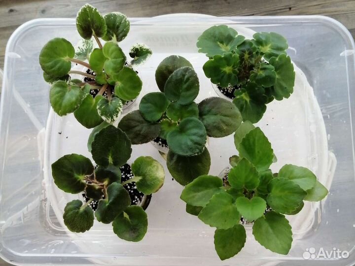 Наборы сортовых фиалок из 5штук