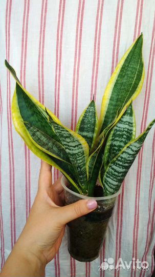 Сансевиерия лауренти