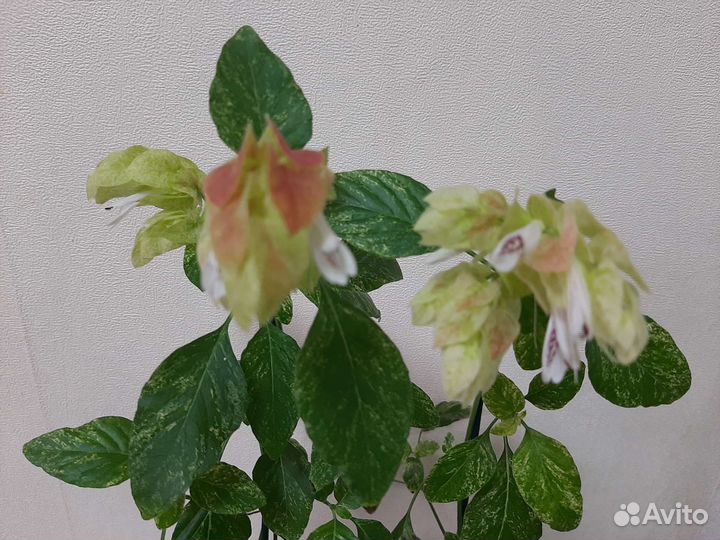 Руэллия, белопероне руж