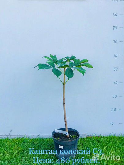 Декоративные деревья