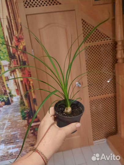 Бутылочное дерево нолина