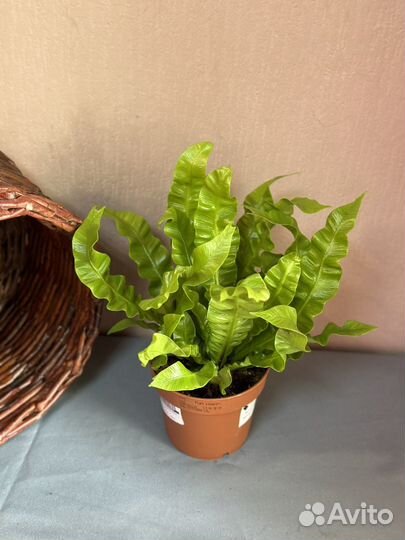 Папоротник Асплениум Криспи Вейв d12