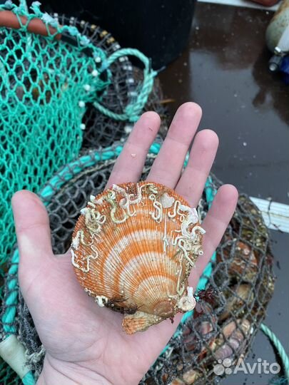 Морской еж, гребешок